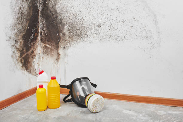 Best Certified Mold Removal  in Lenwood, CA