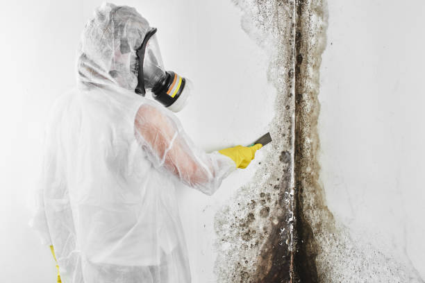 Best Fast Mold Removal  in Lenwood, CA