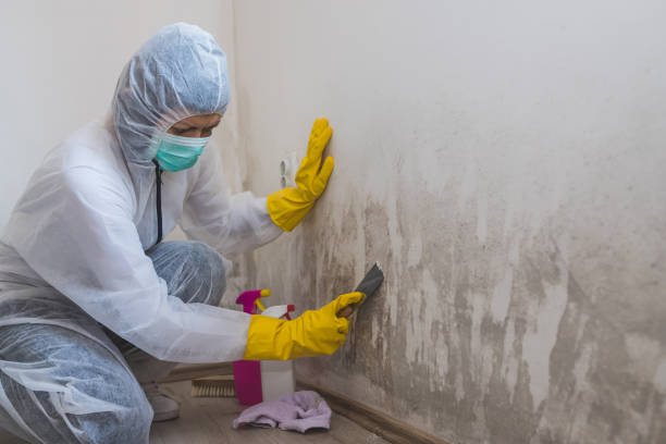 Best Crawl Space Mold Removal  in Lenwood, CA