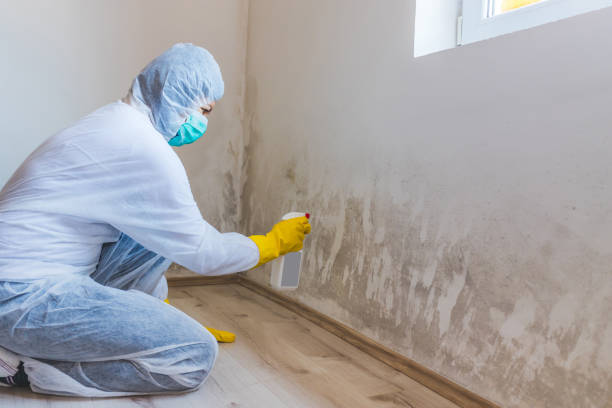 Best Mold Removal Process  in Lenwood, CA