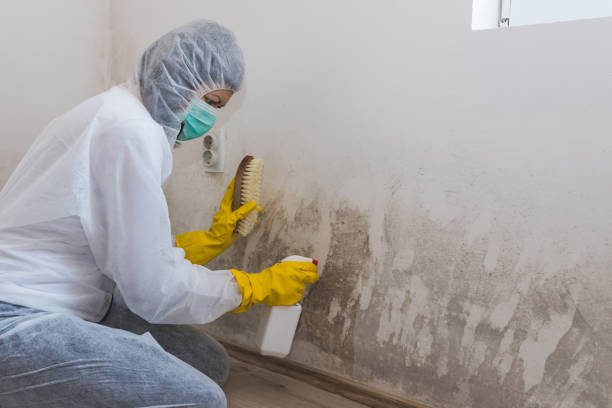 Best Mold Removal Process  in Lenwood, CA