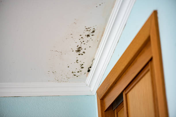 Best Commercial Mold Removal  in Lenwood, CA