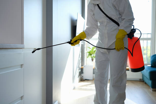 Best Fast Mold Removal  in Lenwood, CA