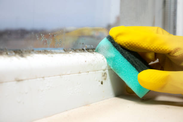 Mold Testing and Removal in Lenwood, CA