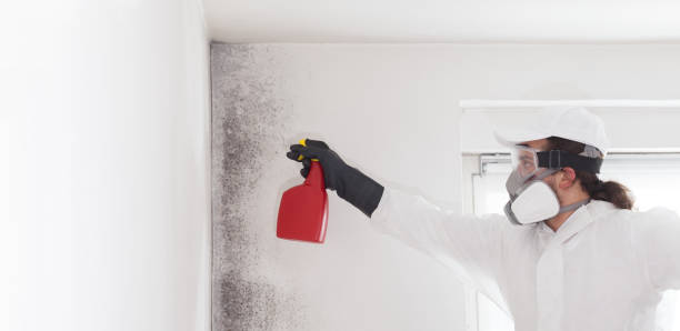 Best Emergency Mold Removal  in Lenwood, CA