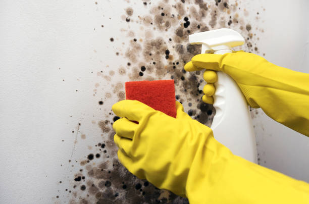 Best Attic Mold Removal  in Lenwood, CA