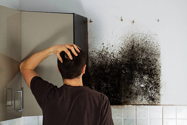 Best Fast Mold Removal  in Lenwood, CA