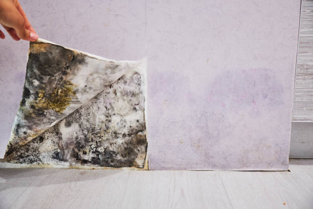 Best Professional Mold Removal  in Lenwood, CA